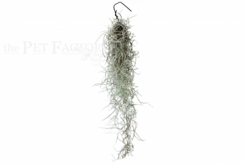 Tillandsia usneoides